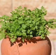 parsley Chervil Seeds - Herbal Seeds