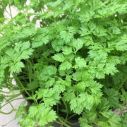 parsley Chervil Seeds - Herbal Seeds
