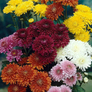 Colorful Chrysanthemum Seeds
