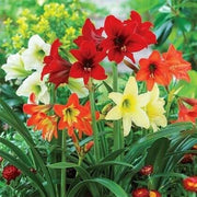 Lily Mix Amaryllis Seeds