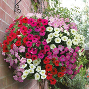 Petunia Seeds - For Home Gardens Seeds