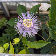 Purple Passion Passiflora Incarnata Seeds