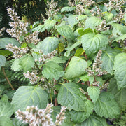 Java Indian Patchouli Seeds, Herbal