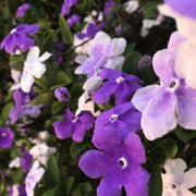 Planting Brunfelsia Seeds