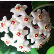 Wildflower Mix Hoya White Seeds
