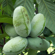 Cultivated Improved Pawpaw Seeds