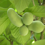 Cultivated Improved Pawpaw Seeds
