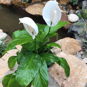 Spathiphyllum Peace Lily Seeds