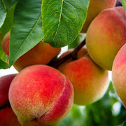 Glohaven Peach Seeds