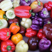 Rainbow Bell Pepper Seeds