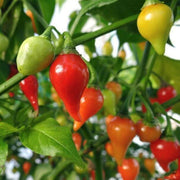 Sweet Drop Chilli Pepper Seeds
