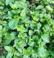 Peppermint Mint Seeds, Herbal