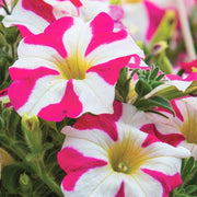Pink and White Petunia Seeds