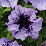 Petunia Seeds – Petunia × hybrida