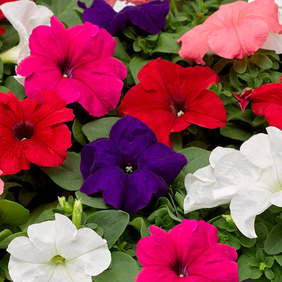 Petunia Seeds – Petunia × hybrida