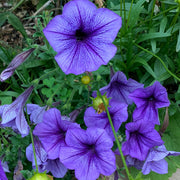 Petunia Seeds – Petunia × hybrida