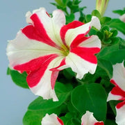 Red & White Petunia Seeds