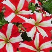 Red & White Petunia Seeds