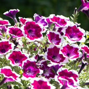 Petunia Seeds – Petunia × hybrida