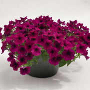 Maroon Color Petunias Seeds