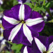 Blue and White Petunia Seeds