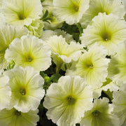 Yellow and White Petunia Seeds