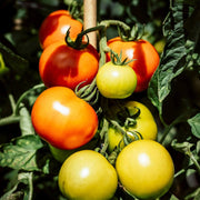 Green & Red Tomato Seeds
