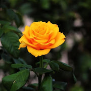 Mustard Yellow Rosa spp. Seeds