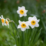 Orange White Narcissus Seeds