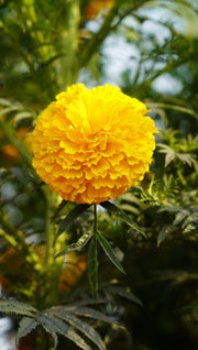 Marigold Seeds – Tagetes spp.