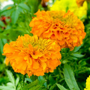 Vibrant Marigold Seeds