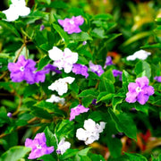 Border Brunfelsia Seeds