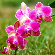 Pink Hydroponic Orchid Seeds