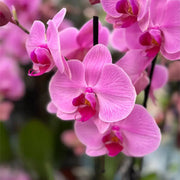 Phalaenopsis Orchid Seeds