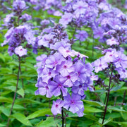 Phlox Seeds - for Home Gardens Seeds