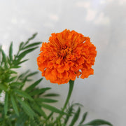 Vibrant Marigold Seeds