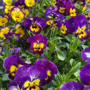 Dark Purple Yellow Pansy Seeds