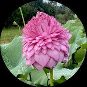 Double Petal Lotus Seeds