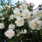 Climbing Madame Alfred Carriere Rose Seeds