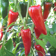 D'Espelette Pepper Seeds
