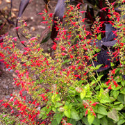 Fragrant Edible Pineapple Sage Seeds, Herbal