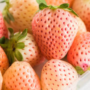 Pineberry Strawberry Seeds