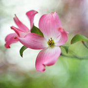 Pink Dogwood Seeds