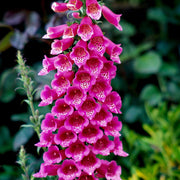 Perennial Foxglove Seeds