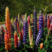 Wildflower Mix Lupine Seeds