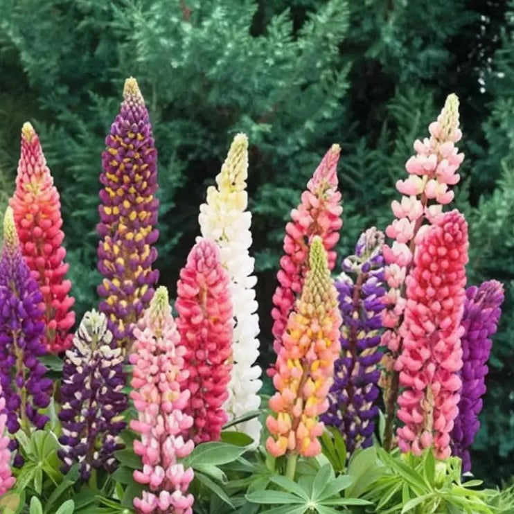 Wildflower Mix Lupine Seeds