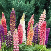 Wildflower Mix Lupine Seeds