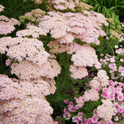 Baby Pink Yarrow Seeds