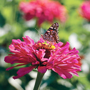French Pink Marigold Seeds
