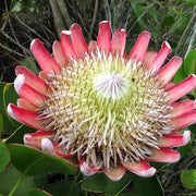 pink white protea Seeds